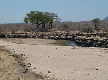 Mwagusi Safari Camp: Baobabs am Flussufer