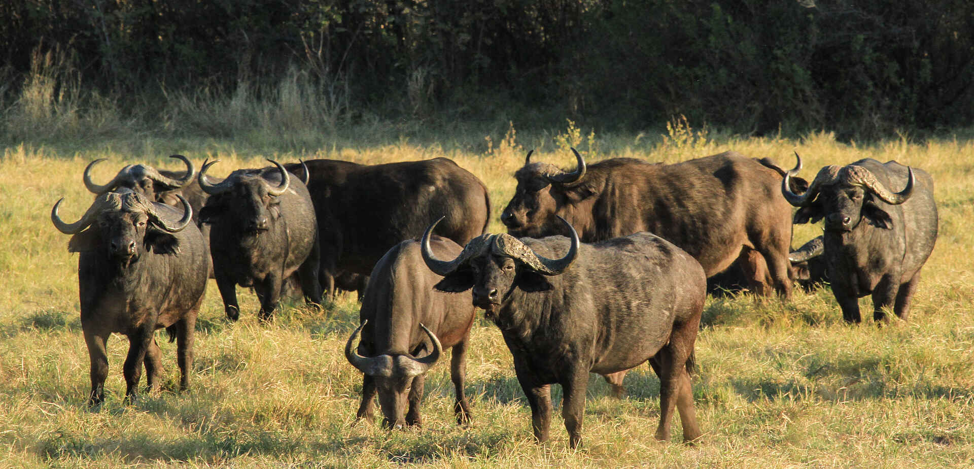 Hwange, Hwange National Park, Imvelo, Imvelo Safari Lodges, Nehimba Lodge, Büffel, Tiere, Afrikarma, Afrikarma Safaris, Afrikarma Safaris - Wildnis. Hautnah., Afrikarma.de