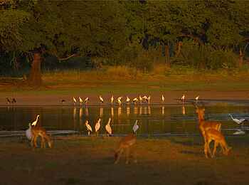 Norman Carr Safaris: Nimmersatt-Störche an einer Lagune