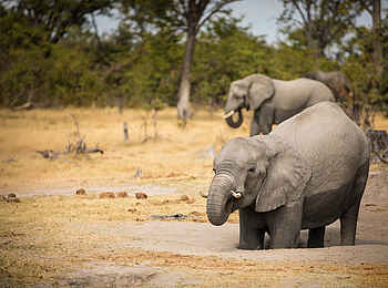 Okavango Explorers Camp: Elefanten Okavango Explorers Camp: Elefanten