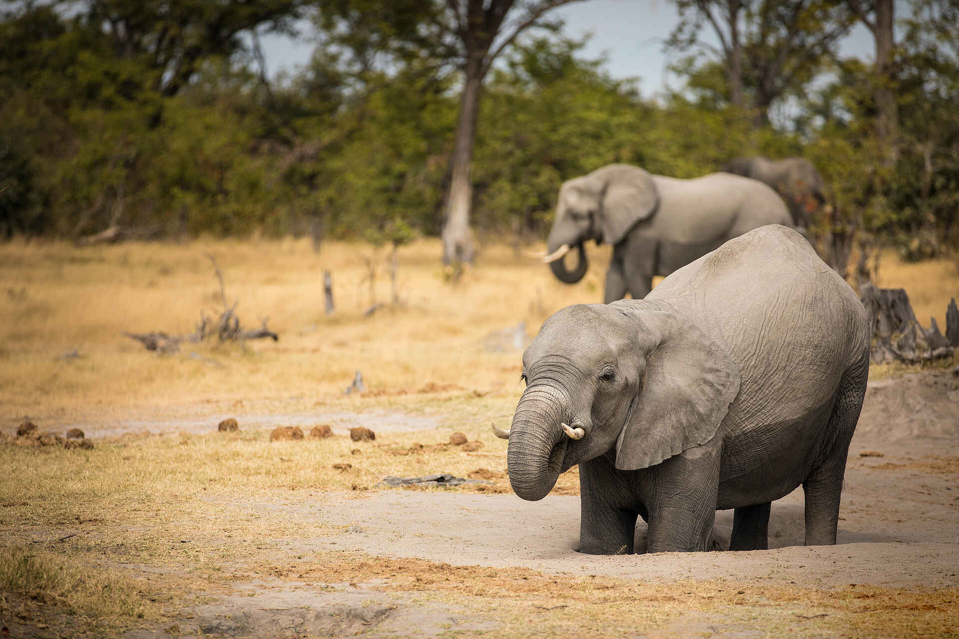 Okavango Explorers Camp: Elefanten