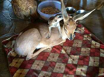 Okutala Lodge: Tierfreundschaft Okutala Lodge: Tierfreundschaft