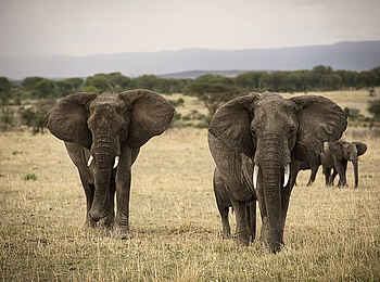 Olakira Camp: Elefanten Olakira Camp: Elefanten