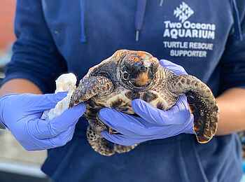 One and Only Cape Town Hotel: Schildkröten Schutzprojekt One and Only Cape Town Hotel: Schildkröten Schutzprojekt