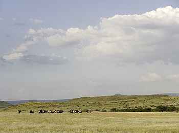 Palmwag Lodge: Oryx im Grasland