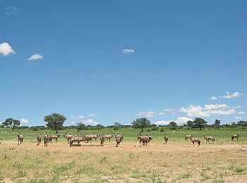 Rooiputs Lodge: Oryxherde