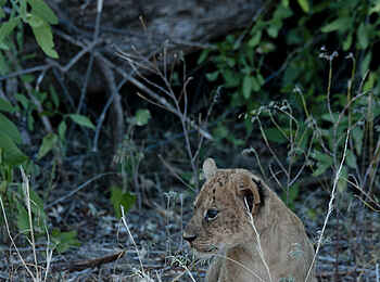 Saruni Samburu: Löwenjunges