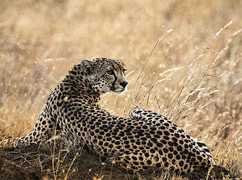 Segera Retreat: Ein Gepard im Gras