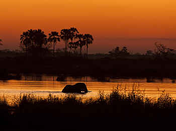 Selinda Explorers Camp: Badender Elefant Selinda Explorers Camp: Badender Elefant