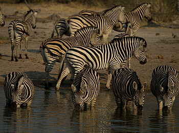 Selinda Explorers Camp: Zebras