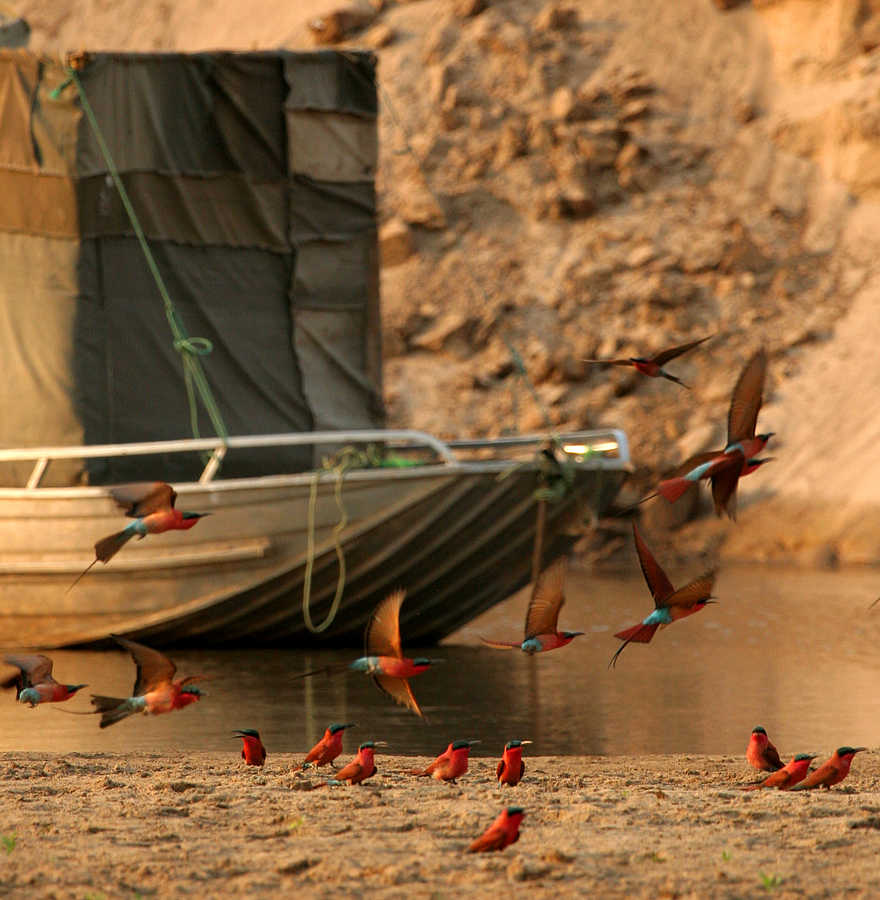 Shenton Carmine Bee Eater Hide: Boot vor der Sandbank Shenton Carmine Bee Eater Hide: Boot vor der Sandbank