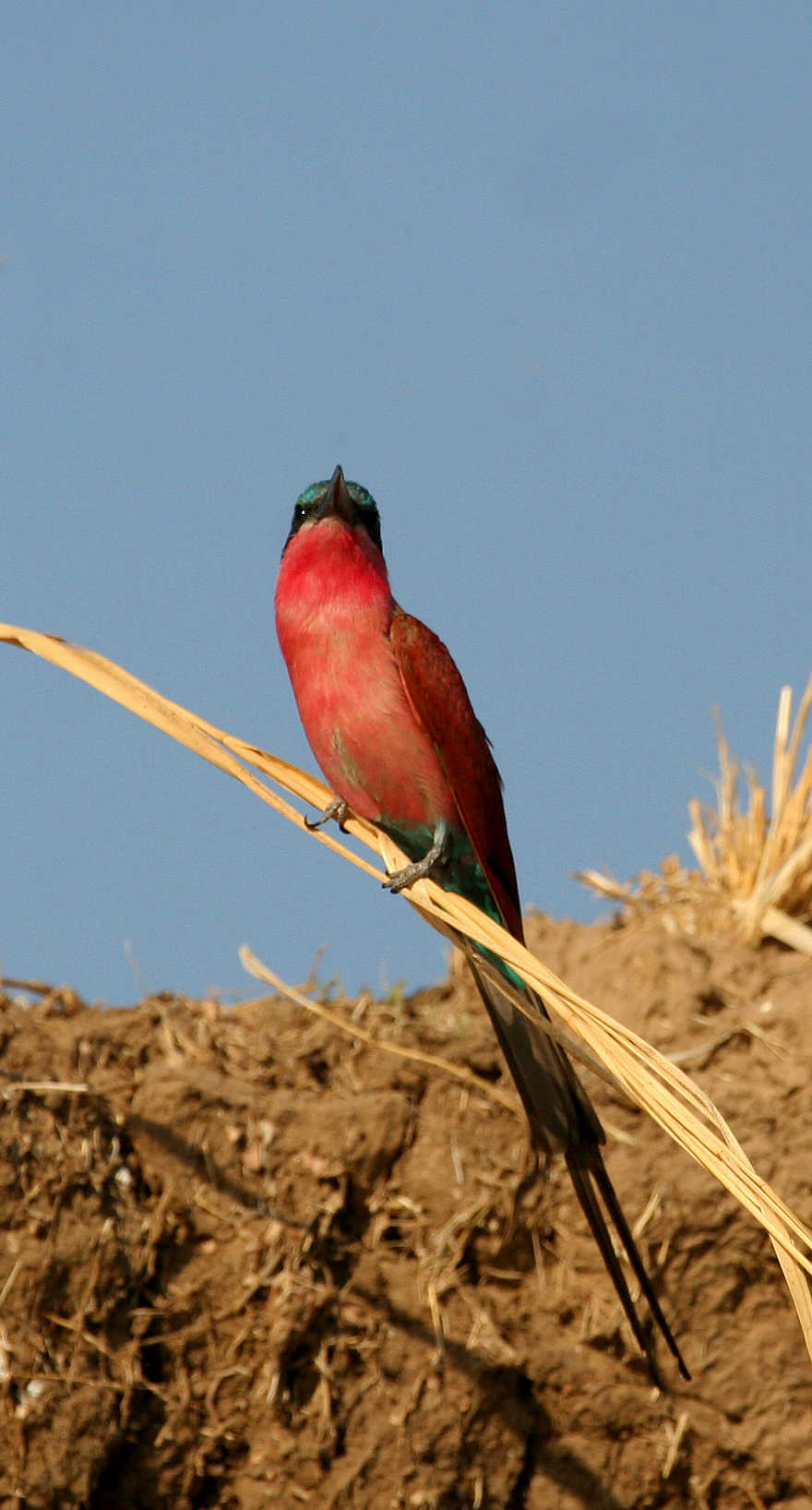 Shenton Carmine Bee Eater Hide: Einzelexemplar Shenton Carmine Bee Eater Hide: Einzelexemplar