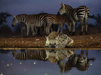 Soroi Cheetah Tented Camp: Tüpfelhyäne und Zebras an einer Wasserstelle bei Nacht