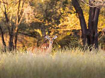 Thamo Telele Camp: Impala Thamo Telele Camp: Impala