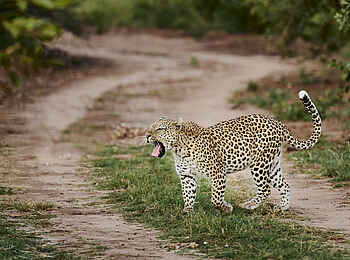 Victoria Falls River Lodge - Malachite Luxury Tented Suites: Ein Leopard Victoria Falls River Lodge - Malachite Luxury Tented Suites: Ein Leopard