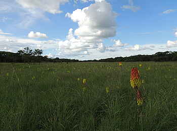 Wasa Lodge: Blumenwiese