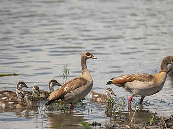 Akagera Game Lodge: Nilgänse Akagera Game Lodge: Nilgänse