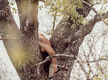 Cheetah Plains: Eines Leoparden Beute Cheetah Plains: Eines Leoparden Beute