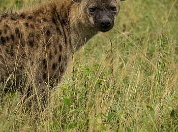 Jacis Sabi House: Listige Hyäne