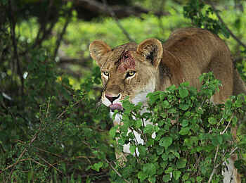 Richards River Camp: Löwin Richards River Camp: Löwin