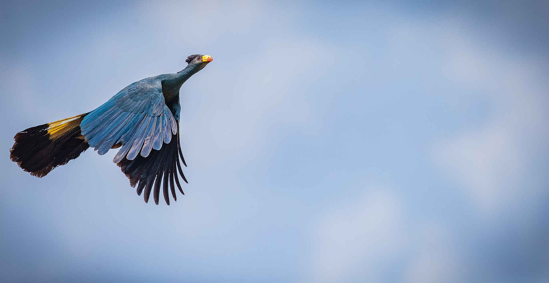 Sangha Lodge: Great Blue Turaco