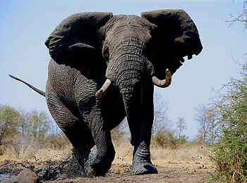 Cha Cha Metsi: Elefant Cha Cha Metsi: Elefant