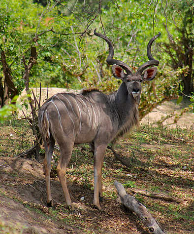 Chilo Gorge Safari Lodge: Großer Kudu