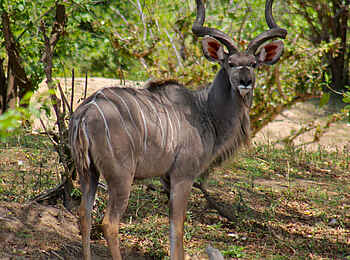 Chilo Gorge Safari Lodge: Großer Kudu Chilo Gorge Safari Lodge: Großer Kudu