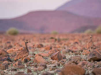 Desert Rhino Camp: Gut getarnter Vogel