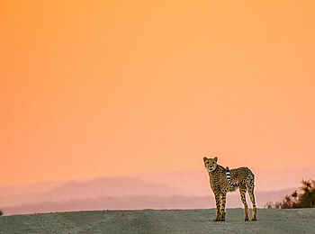 Ecca Lodge: Gepard Ecca Lodge: Gepard