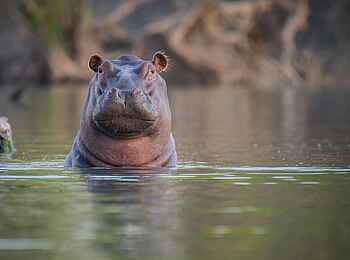 Ila Safari Lodge: Ein Nilpferd im Wasser