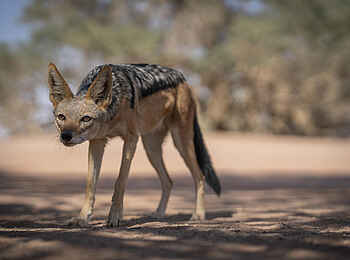 Kwessi Dunes Lodge: Schakal