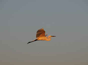 Macatoo Camp: Silberreiher