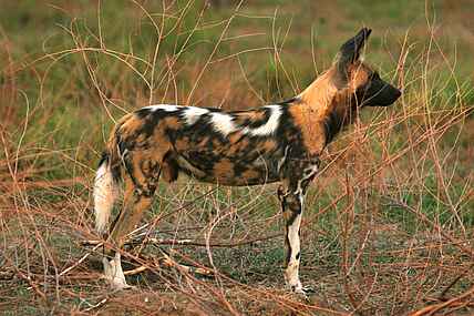 Mara River Camp: Wildhund