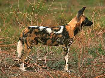 Mara River Camp: Wildhund Mara River Camp: Wildhund