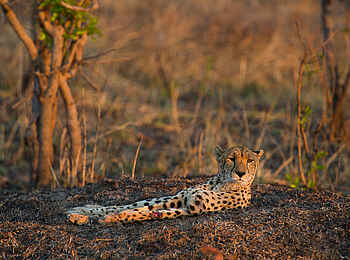 Mukambi Safari Lodge: Gepard beim Chillen Mukambi Safari Lodge: Gepard beim Chillen