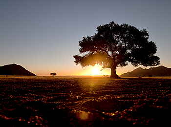 Namtib Desert Lodge: Baum im Sonnenuntergang