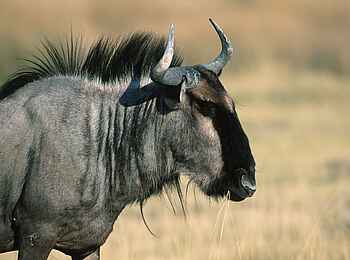 Okonjima Plains Camp: Gnu im Okonjima-Reservat Okonjima Plains Camp: Gnu im Okonjima-Reservat