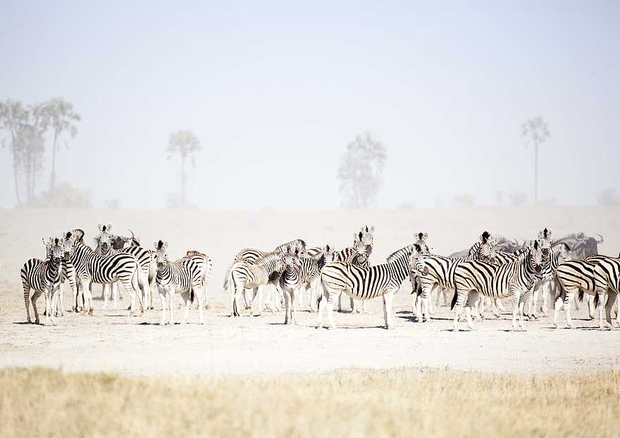 San Camp: Zebras in der Pfanne San Camp: Zebras in der Pfanne