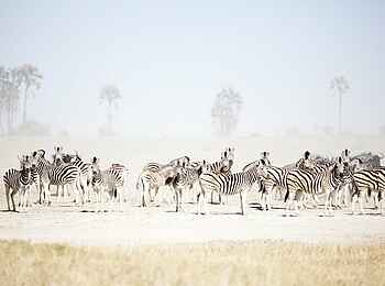 San Camp: Zebras in der Pfanne