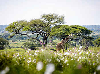 Sanctuary Swala: Giraffe