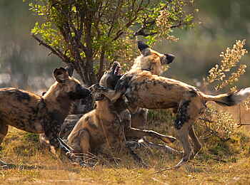 Selinda Suite: Afrikanische Wildhunde im Camp
