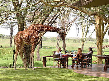 Sirikoi: Hausgiraffe Nditu mit Gästen