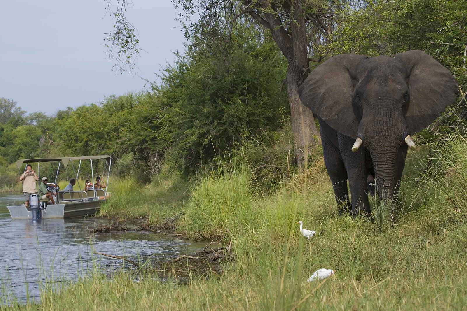 Baines River Camp: Elefant am Ufer Baines River Camp: Elefant am Ufer