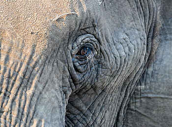 Bushman Plains Camp: Elefantenauge Bushman Plains Camp: Elefantenauge