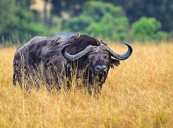 Entim Masai Mara: Alter Büffel