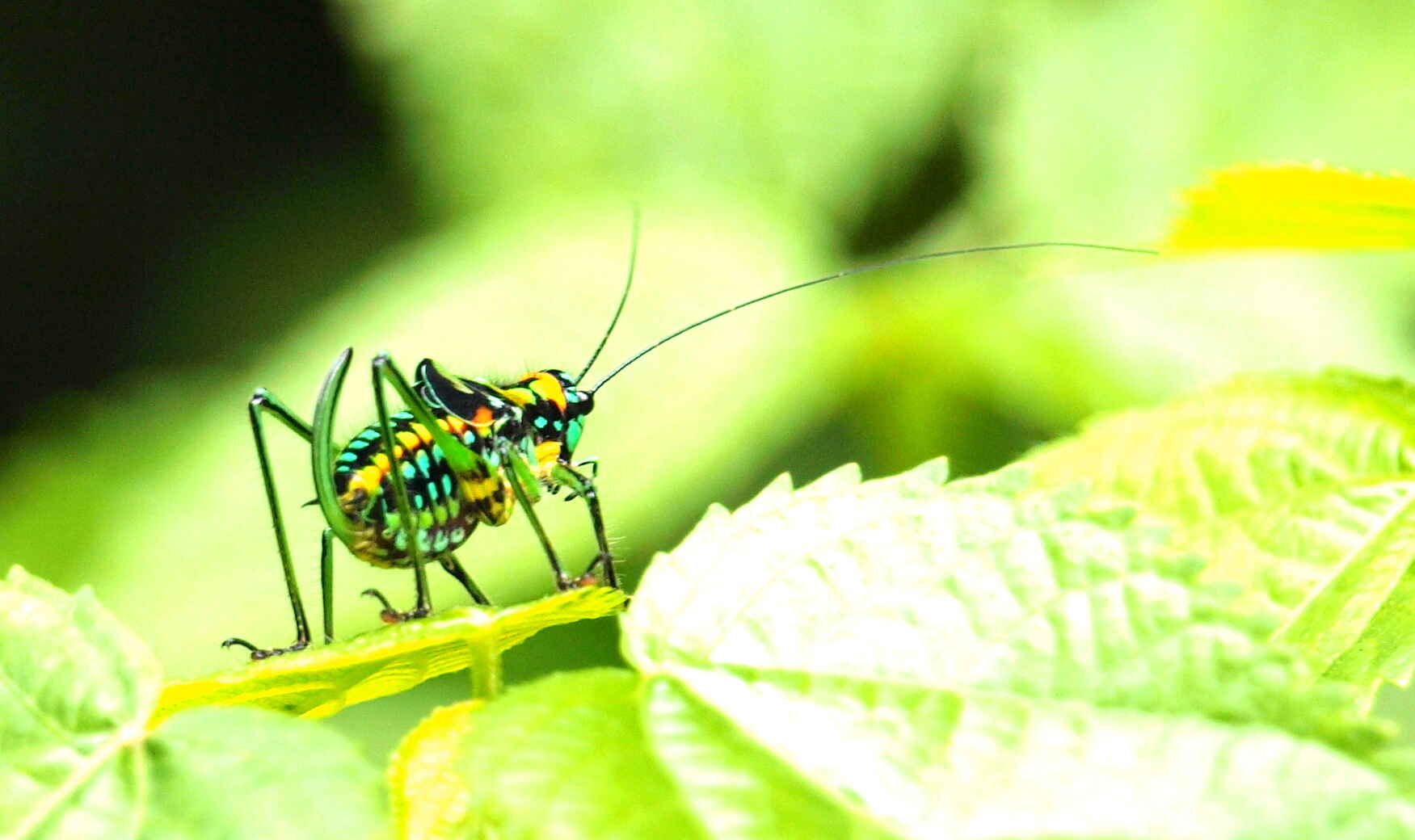 Chimpansee Tracking, Fort Portal, Kyaninga Lodge, Lake Kyaninga, Grille, Insekt, Afrikarma, Afrikarma Safaris, Afrikarma Safaris. Wildnis. Hautnah., Afrikarma.de