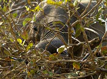Mapazi Camp: Elefant im Busch