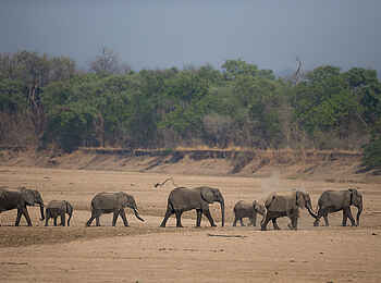 Nkonzi Bush Camp: Elefantenherde Nkonzi Bush Camp: Elefantenherde