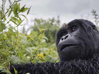 Singita Kwitonda Lodge: Gorilla bei der Futtersuche Singita Kwitonda Lodge: Gorilla bei der Futtersuche